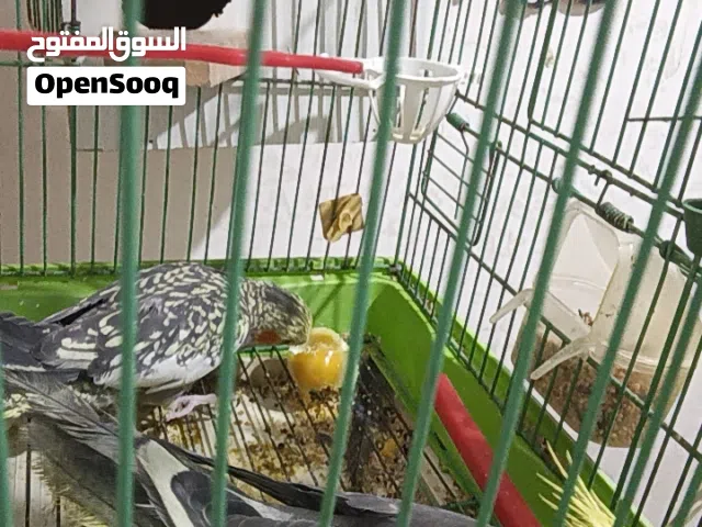 عصفور كوكتيل للبيع بصحه ممتازة ذكر وانثى شغال جابو 4 بيضات 2 نكسرو و2 فاضيات