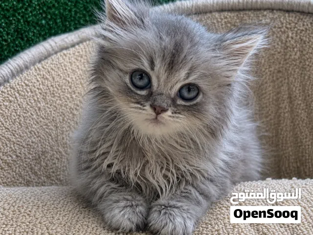 قطّة أنثى وقط ذكر شيرازي صغير بفرو كثيف وعيون جميلةمدرب على اللتر بوكس sherzy ketten born 23 march
