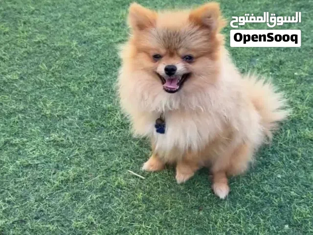 بومارين ذكور اليفين جدا