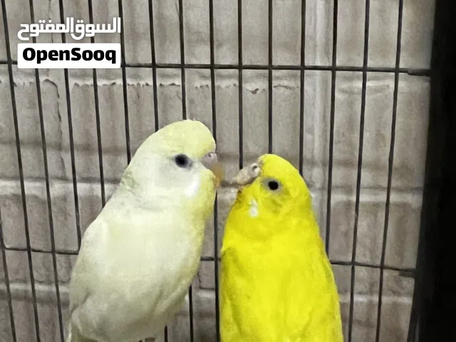 كوبية ربي يبارك مدحية