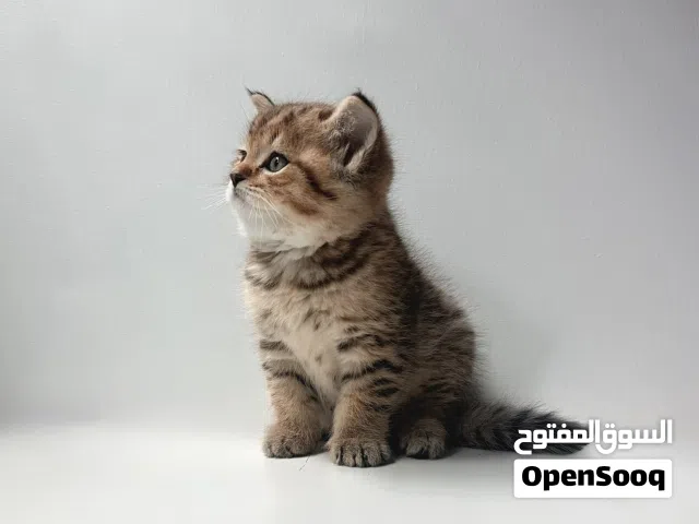 Scottish kittens