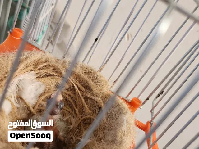 كناري زوج مع القفص
