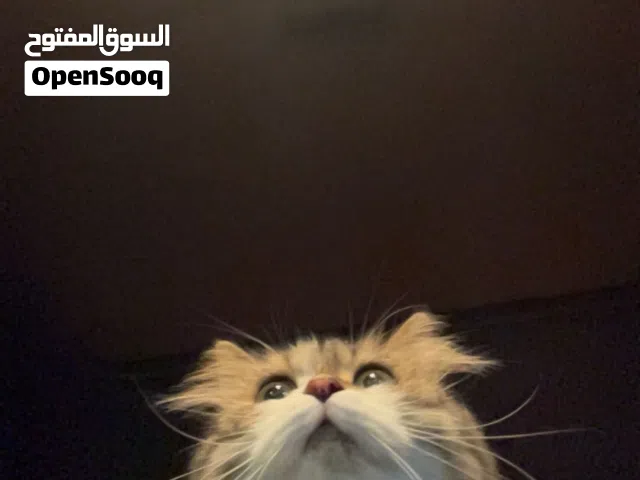 قطة شيرازية ب سعر صفقة