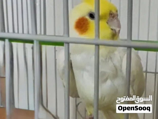 2 طيور كروان