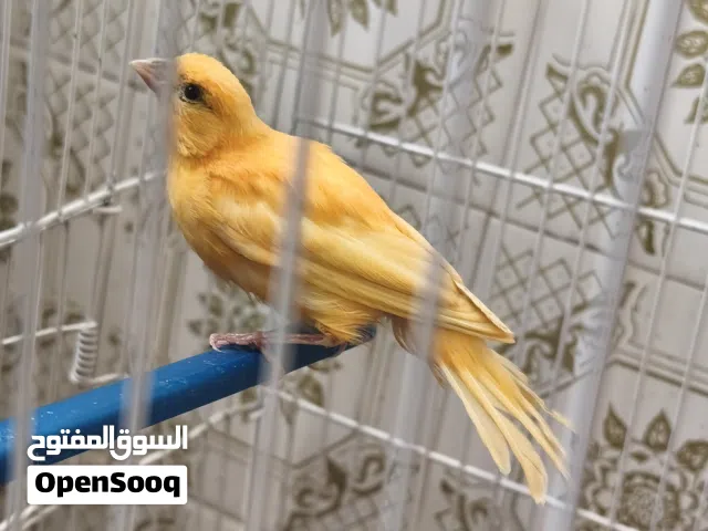 كنار ( فحلين و انثى ) للبيع أو البدل على جوز جاهز