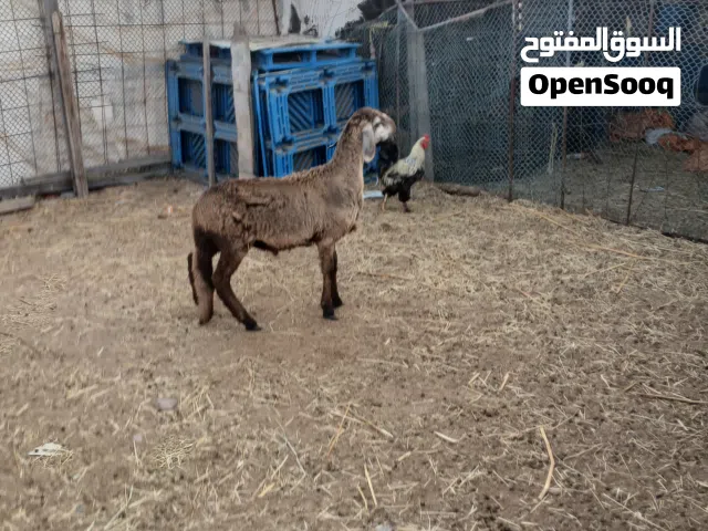 كبش سوداني عمره ست شهور فحل طيب للتربية راهي ماشاء الله
