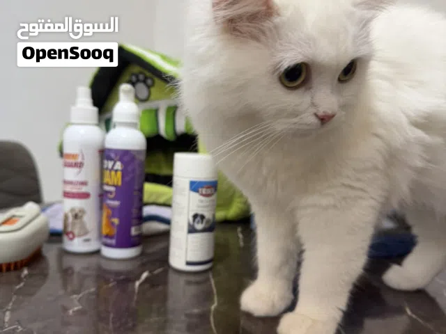 شيرازي عمرها 10 شهور يجيك معاها كل مستلزماتها