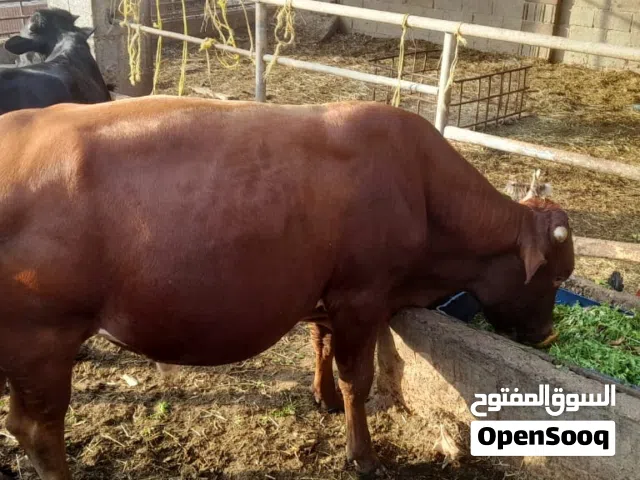 للبيع ثور محلي مطعوم