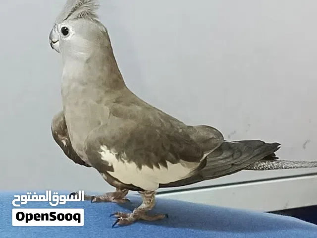 كوكتيل  وايت فيس
