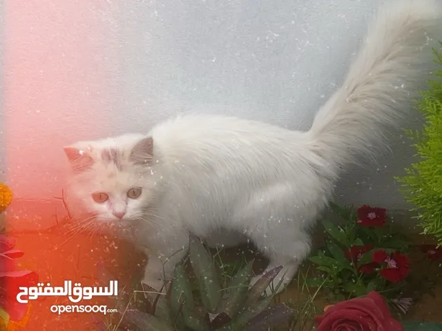 قطه شيرازي العمر اقل من تلاته شهور