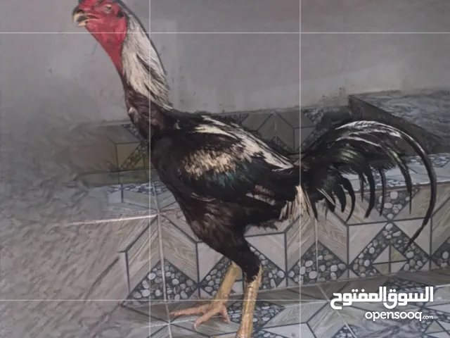 ديك تركي تايلندي
