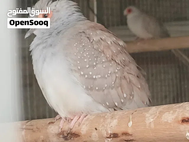 بيع زوج يمام ماسي ارونج