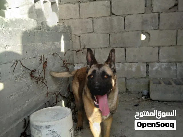 مطلوب كلب للتبني
