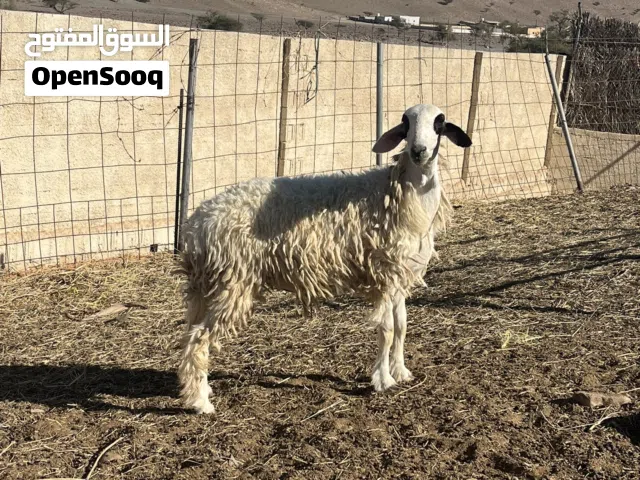 كبش مخصاي للبيع فول سمنه