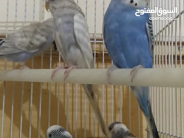 طيور الزينه البادجي