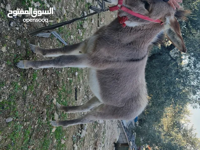 حمار للبيع