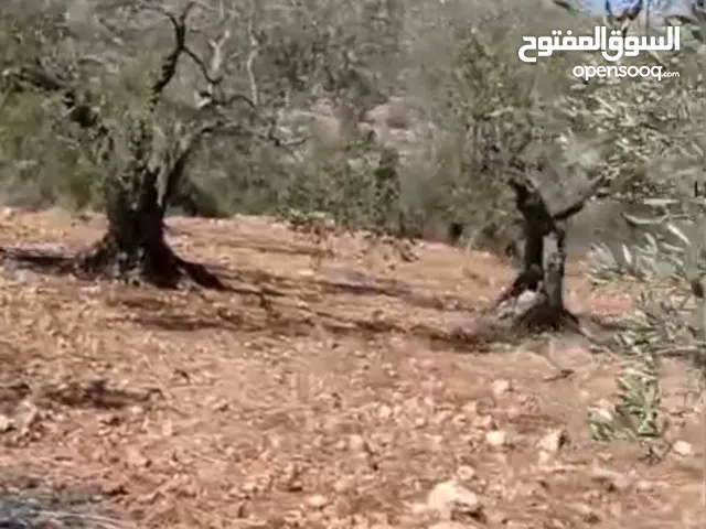 ارض للبيع في كفر راعي 22دونم سعر ادونم 5الاف ونصف
