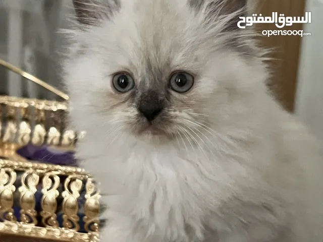 قطط هملايا وشيرازي