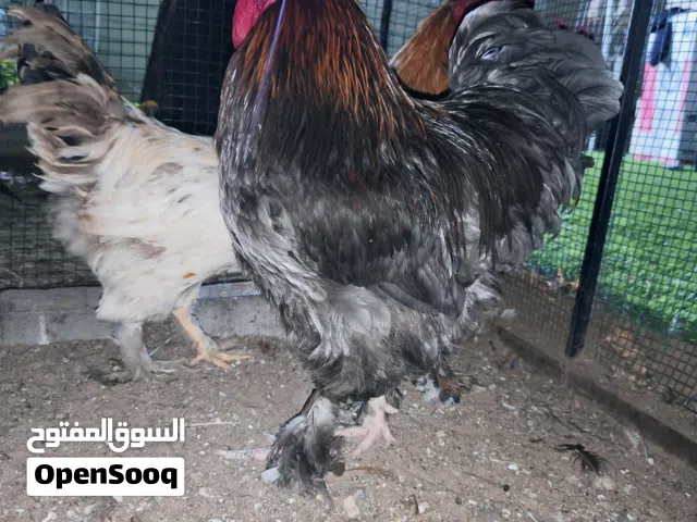 Brahma Chickens