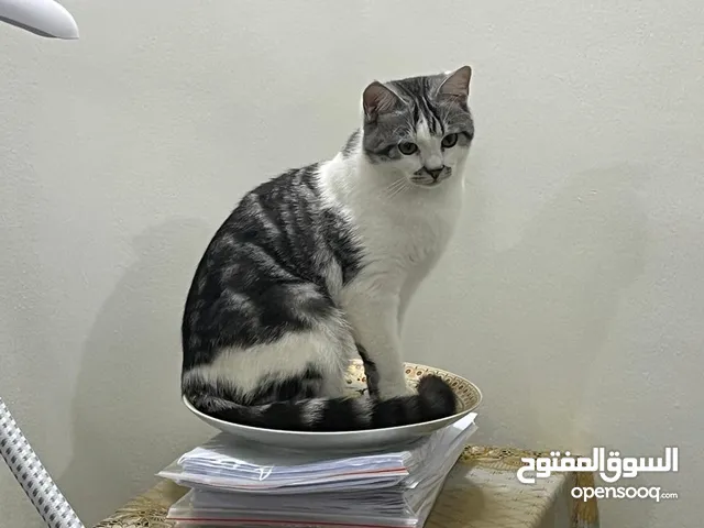 Beautiful grey and white male tabby cat