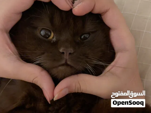 قط ذكر نوع British Shorthair طالب تزاوج