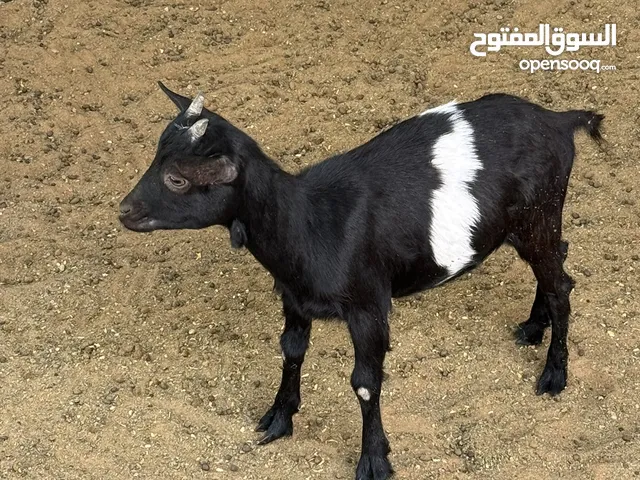 الماعز القزم