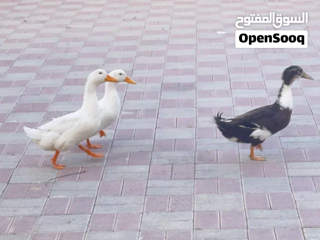 للبيع بط ثلاث ذكور الحبه على 80 درهم