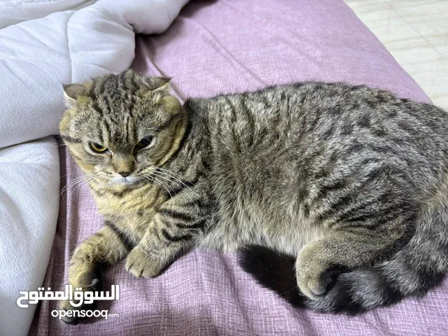 للتبني ومعهم دفتر تطعيمات