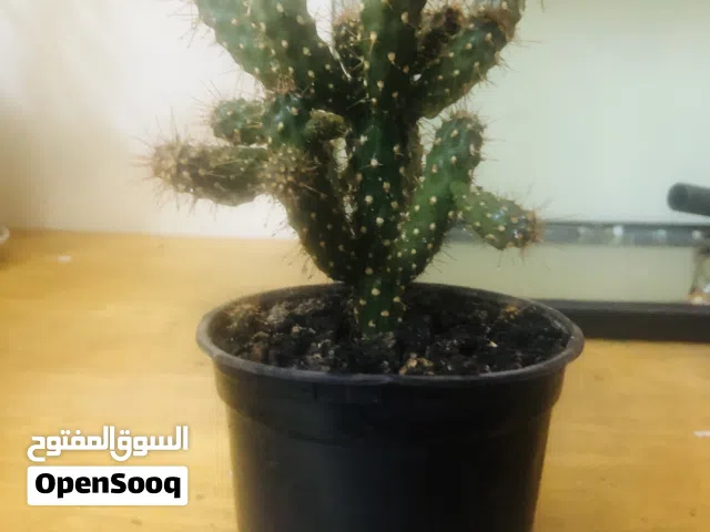 Cactus plant