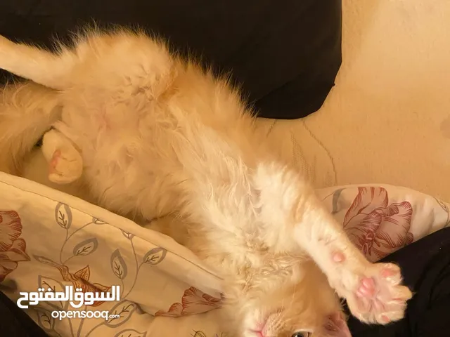 قط شيرازي معروض للبيع