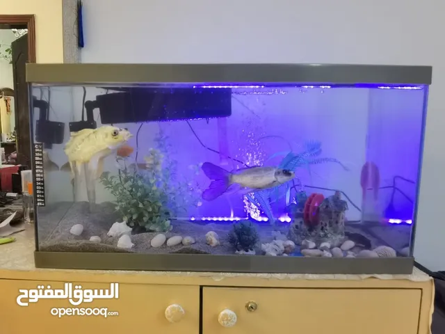 حوض سمك Aquarium fish