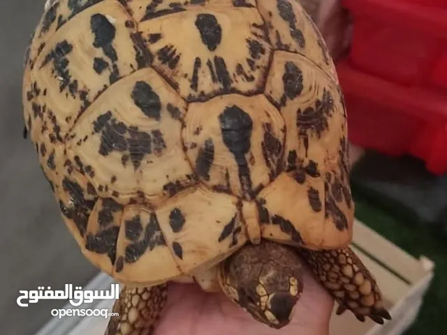 سلاحف يوناني منتجة 15 سم ذكور واناث فرز اول خالية من الديدان والامراض ومتحصنة