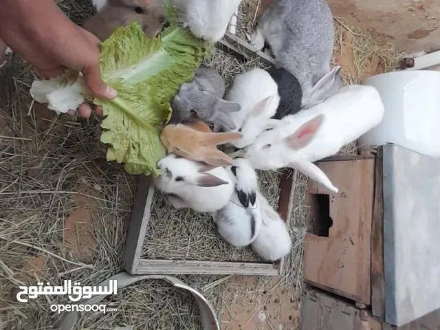 ، أمهات حوامل وصغار ، الصحه 100%