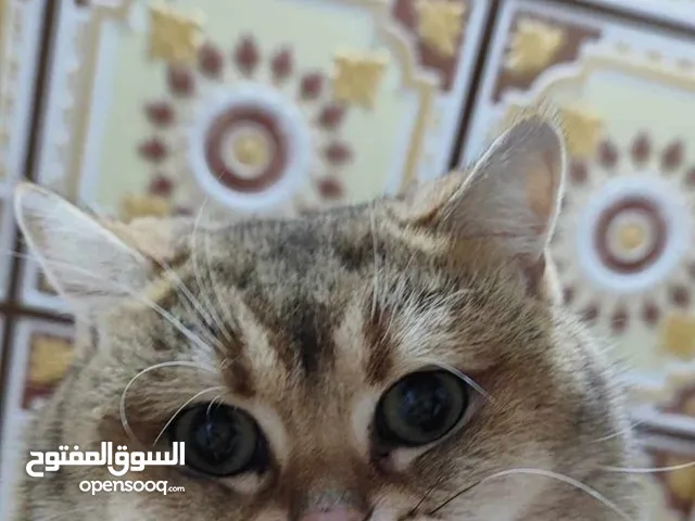 قط ذكر سكوتش كولد ستريت نقي ومسجل wcf