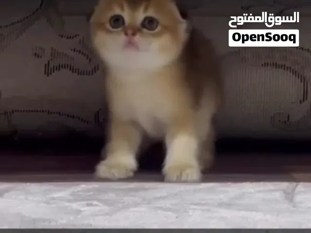 سكوتش فولد العمر شهرين