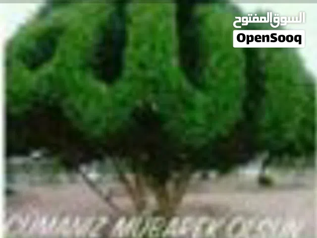 مطلوب جنزباري يكون دكر