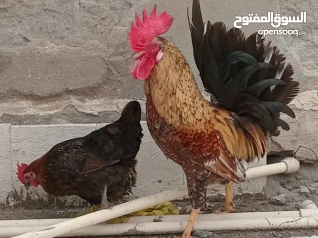 Pair of imported Chicken and Rooster