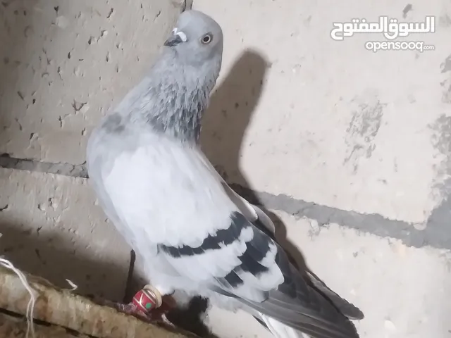 نوري بواز لعبة
