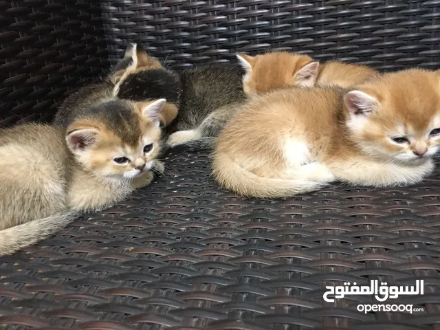 Adorable pure schoties straight kitten for adoption