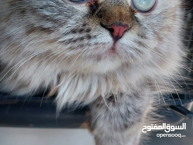 قطة للتبني / لعدم التفرغ