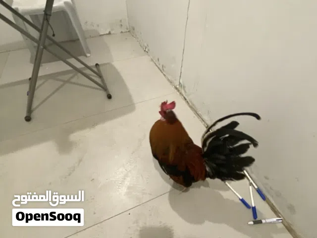 دجاج للبيع حياكم