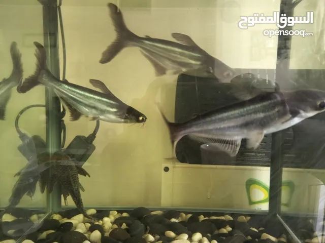 Silver Shark 3 fishes
1 Tank cleaner sucker fish
free tank