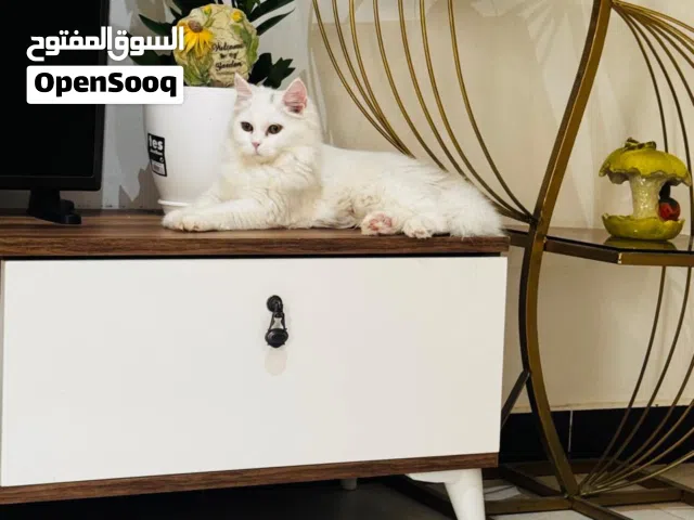 قطه شيرازيه عمر 8 اشهر لعوبه ونظيفه جدا