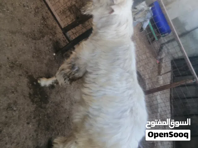 جدي للبيع ل