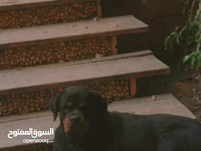 نتاية روت منتجة ب خط دم عالمي قوي