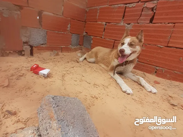 سلام عليكم كلبه انتي هاسكي حجه منضمه وكلبه علا تقرزينه سعر حررق اي استفسار علا وتس
