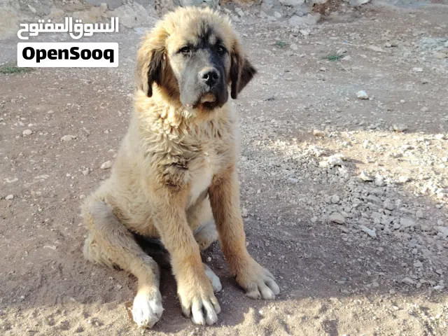 جرو قوقازي للبيع