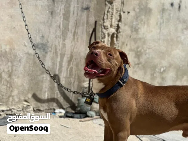 بيتبول ريد نوز بصلاه عنبي ماخذ جميع المطاعيم للبيع