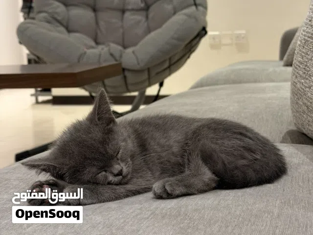 قطط بريتش ذكور