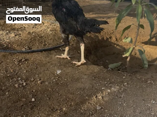 دجاجة شامو للبيع